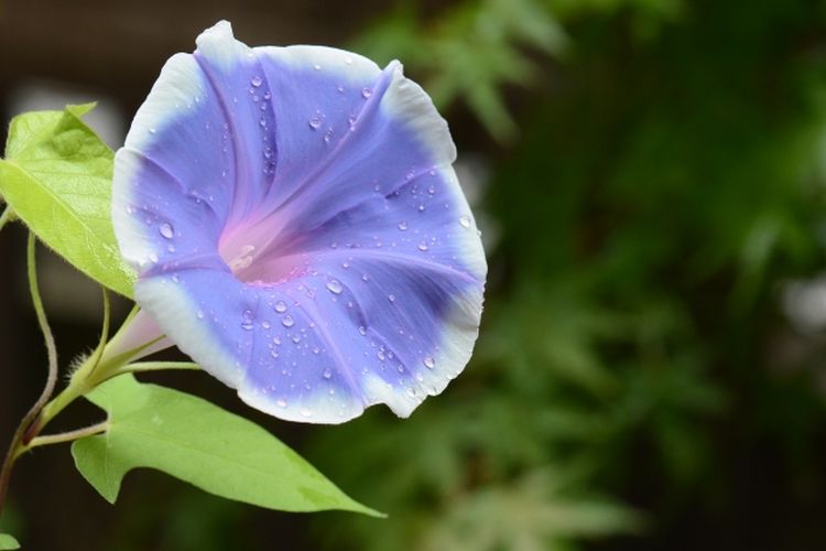 Bunga morning glory atau sri pagi, salah satu bunga musim panas di Jepang yang mekar pada Juli. (KARAKSA MEDIA PARTNER)