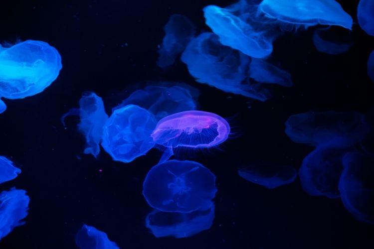 Menyaksikan ubur-ubur melayang di Sumida Aquarium di Tokyo, Jepang.