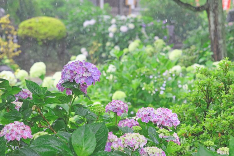 Daya Tarik Bunga Ajisai yang Mekar di Jepang Saat Musim Hujan