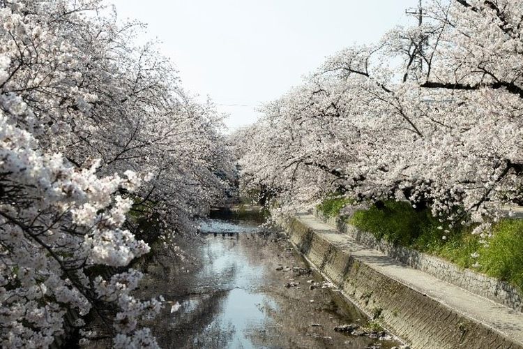 Pemandangan sakura di Sungai Gojo.