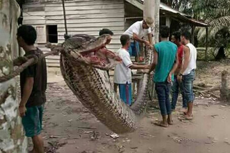 ular piton sepanjang 7 meter yang ditangkap warga di Riau.