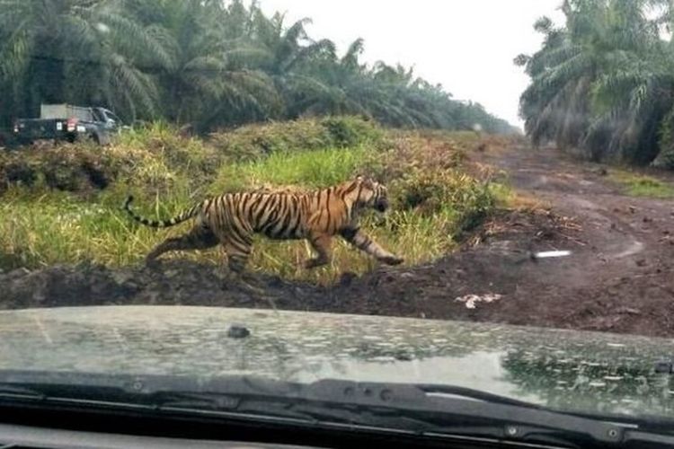 Harimau Bonita diburu petugas sejak menerkam dua warga Kabupaten Indragiri Hilir Riau hingga tewas pada Januari dan Maret silam. Bonita pertama kali menerkam karyawati perusahaan sawit Jumiati pada 3 Januari 2018. 