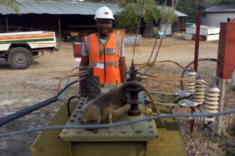 Seorang petugas perusahaan listrik Zambia mendapati seekor babun berada di mesin pembangkit tegangan tinggi di kota Livingstone.