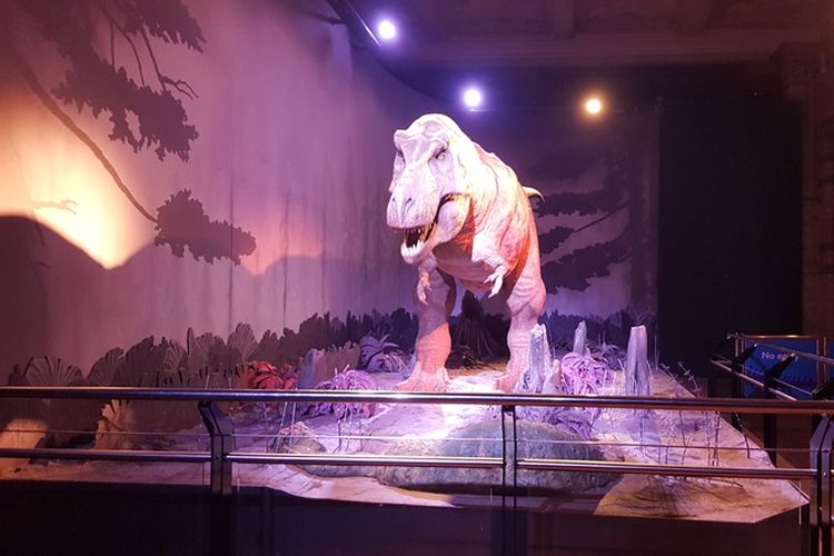 Replika Tyrannosaurus rex atau T-rex di Dinosaurs Hall di Natural History Museum London, Senin (6/11/2017). Replika ini memberikan sensasi berjumpa dengan T-rex kepada pengunjung.