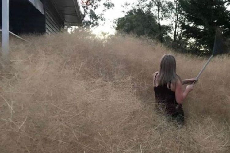 Penduduk kota Laceby di Australia, Leanne Gloury berada di sekitar rumahnya yang diserang gulma rumput hairy panic. (Leanne Gloury via Australia Plus)