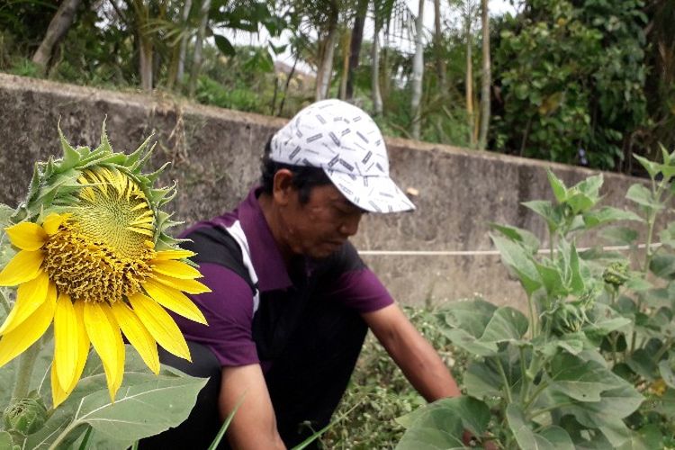 Ozi (45) petani bunga matahari di lahan pinggir Kali Pesanggrahan, Srengseng, Jakarta Barat pada Rabu (10/10/2018).