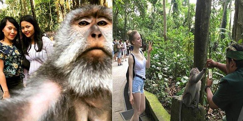 Wisatawan saat sedang melakukan mongkey seflie di objek wisata Monkey Forest Ubud. Foto ini memberi kesan seakan-akan kera yang membawa ponsel wisatawan. 

