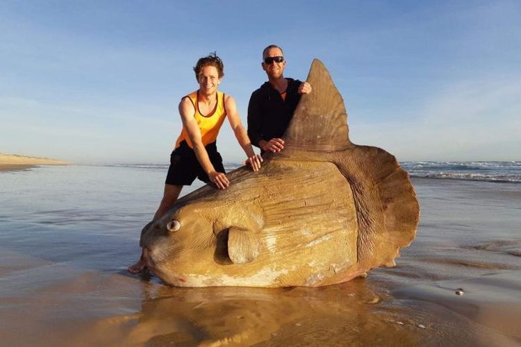 Bangkai Mola mola raksasa ditemukan di pantai Australia Selatan.