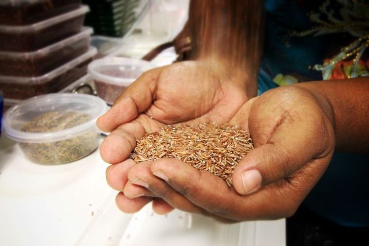 Australia memiliki empat varietas padi asli yang biasa juga disebut padi liar