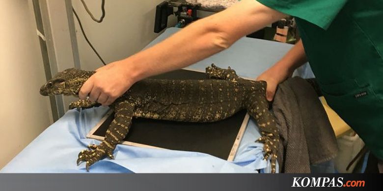 Dikira Telur, Kadal Khas Australia Telan Enam Bola Golf