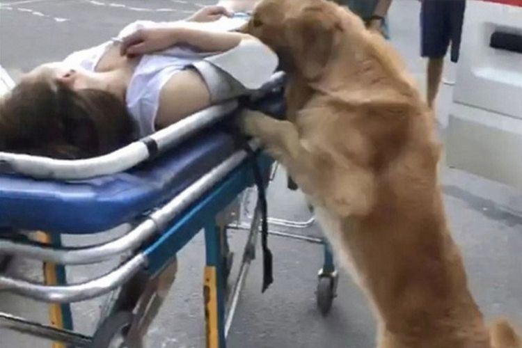 Anjing ini akhirnya ikut masuk ke ambulans dan mengantar majikannya ke rumah sakit.