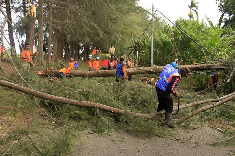 Petugas kebersihan dan pertamanan Kota Banda Aceh sedang membersihkan pohon cemara yang tumbang menutupi ruas jalan Inspeksi Kreung Aceh di tepi kali Lambhuk, Kecamatan Ule Kareng, Banda Aceh, Selasa (10/08/18).