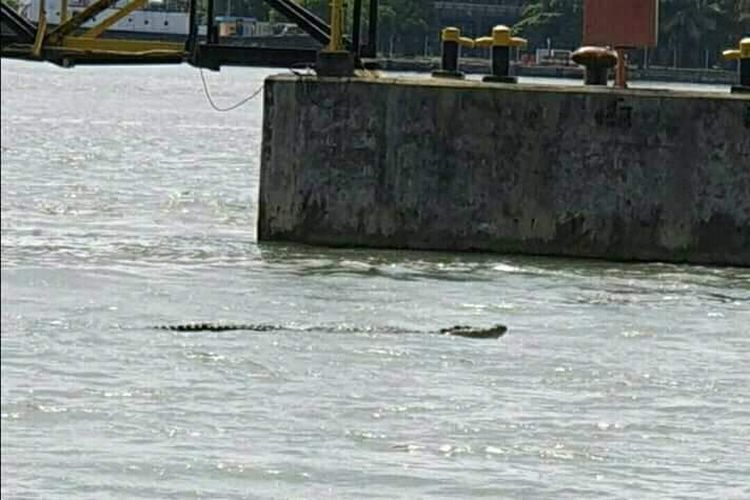 Buaya muncul di perairan Cilacap, Jawa Tengah, Minggu (12/5/2019).