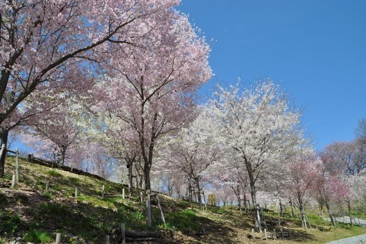 Kebun Binatang dan Kebun Raya Higashiyama.