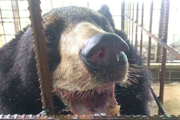 Beruang hitam Asia setelah operasi pengangkatan lidahnya seberat 3 kg.
