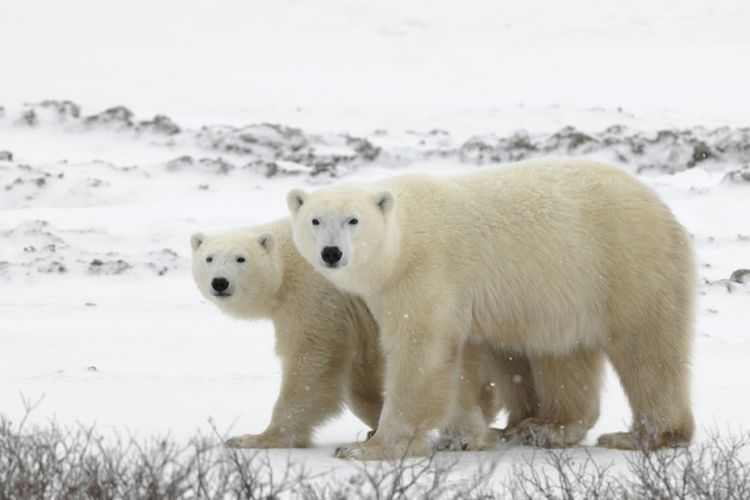 Ilustrasi beruang kutub. (Shutterstock)