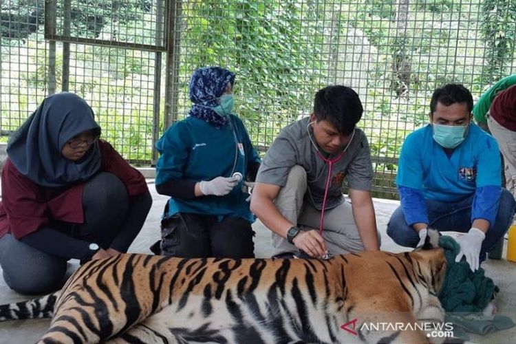 Petugas medis BBKSDA Riau, BKSDA Sumbar dan Yayassn Arsyari / PRHSD melakukan kegiatan rekam medik terhadap harimau Inung Rio yang terjerat, Kamis (28/3/2019).