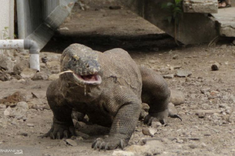 Seekor komodo (Veranus komodoensis) penghuni Pulau Komodo, Provinsi Nusa Tenggara Timur