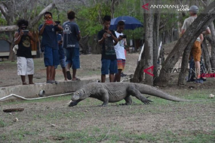 Pulau Komodo di kawasan Taman Nasional Komodo (TNK) akan ditutup pemerintah mulai 2020 untuk kepentingan konservasi 