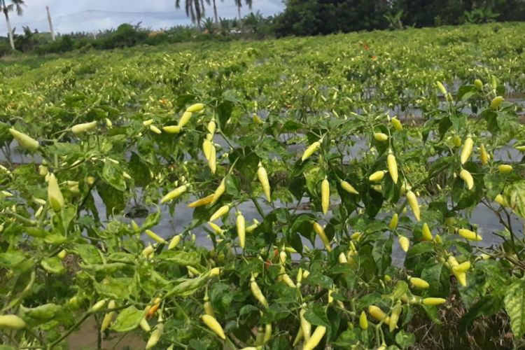 Geliat Hortikultura di Papua Barat