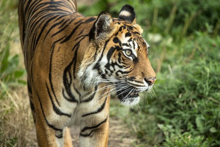 Melati, harimau Sumatra betina yang mati diterkam sang pejantan. (Twitter/ZSL London Zoo)