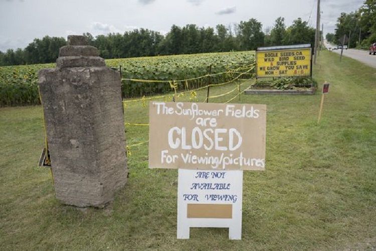 Ladang bunga matahari Bogles Seeds meletakan peringatan tutup bagi para pengunjung