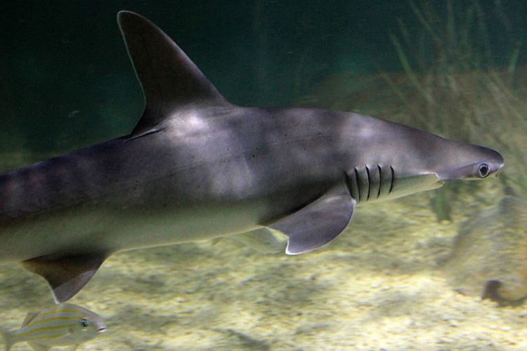 Hiu bonnethead 