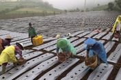 Sistem Digitalisasi Pertanian Terintegrasi, Bank Lebih Mudah Modali Petani