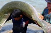 Warga Tangkap 13 Ikan Arapaima di Sungai Brantas, 3 Ekor Dikonsumsi