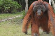Wisatawan Harus Semakin Patuhi Etika Bertemu Orangutan