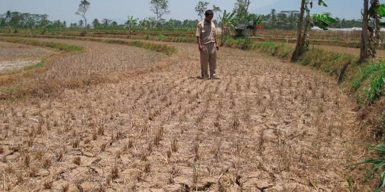 Ilustrasi sawah kering

