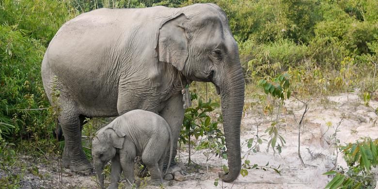 Gajah Asia berukuran lebih kecil dibanding gajah Afrika.