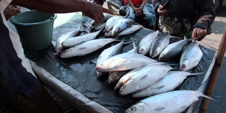 Warga memilih ikan bandeng yang dijual pedagang  di Kawasan Rawa Belong, Jakarta Barat, Jumat (8/2/2013). Bandeng-bandeng yang banyak dibeli warga untuk menyambut Tahun Baru Imlek itu dijual Rp 50.000 per kilogram. 
