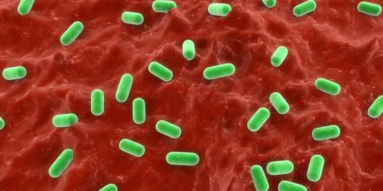 Ilustrasi bakteri probiotik