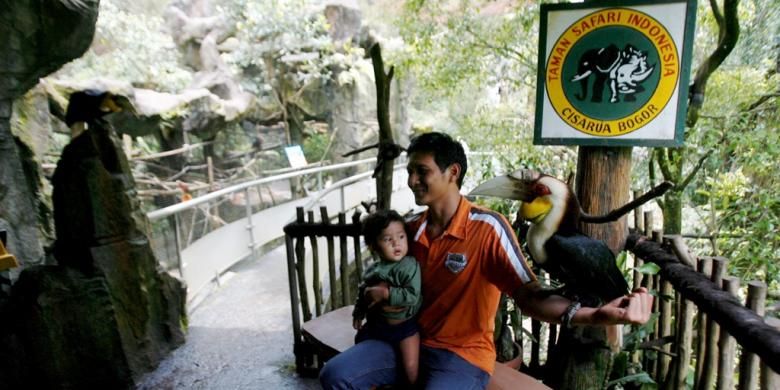 Pengunjung berfoto dengan burung julang emas (Aceros undulatus) koleksi Taman Safari Indonesia, Bogor, Jawa Barat, Minggu (26/9/2010). Burung keluarga hornbil yang tersebar di India, Vietnam, dan Indonesia ini terancam punah karena perburuan paruhnya dan habitatnya terganggu. 