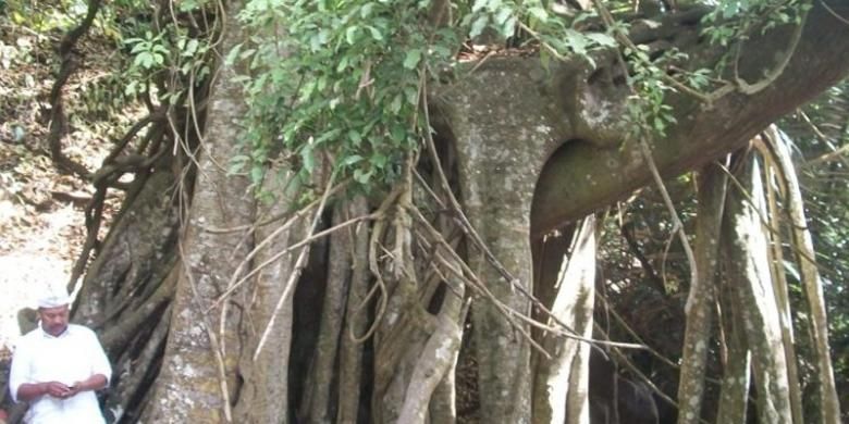 Pohon trunyan yang diyakini menyerap aroma busuk jenazah.