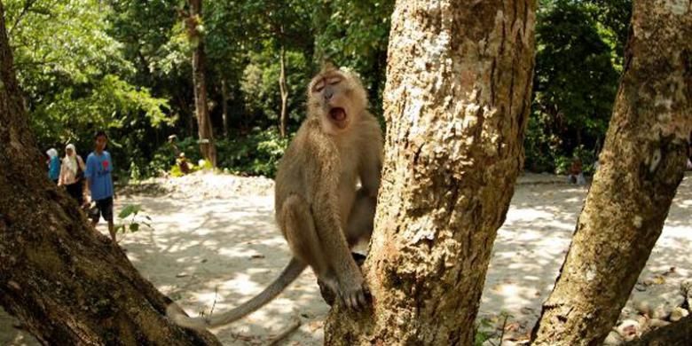 Monyet Ekor Panjang (Macaca fascicularis) terlihat di area Cagar Alam Pangandaran, Jawa Barat, Minggu (5/5/2013). 