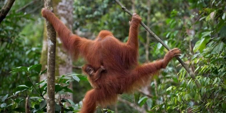 Ilustrasi Orangutan