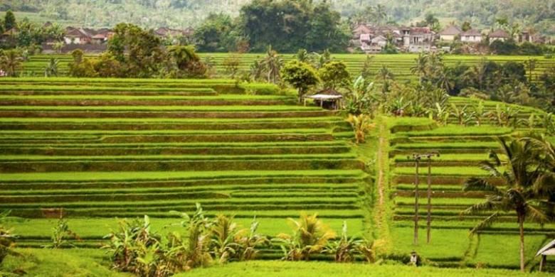 Ukustrasi: Sawah di Desa Jatiluwih di Kabupaten Tabanan, Bali.