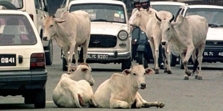 Sapi banyak dijumpai berkeliaran bebas di jalan-jalan raya India.