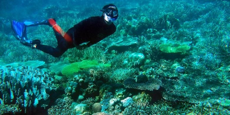 Seorang pengunjung menikmati keindahan alam bawah laut Pulau Labengki, Sabtu (4/5/2013). Aneka ragam terumbu karang menjadi salah satu keistimewaan pariwisata di Pulau Labengki, Konawe Utara, Sulawesi Tenggara.
