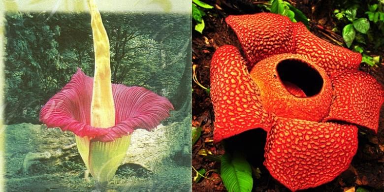 6 Perbedaan Harus Diketahui Antara Bunga Bangkai Dan Rafflesia Lembaga Ilmu Pengetahuan Indonesia