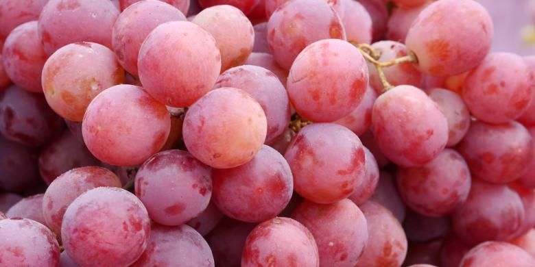 Ilustrasi buah anggur
