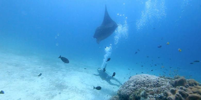 Berenang bersama ikan pari manta di perairan Raja Ampat, Papua.