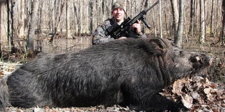 Jett Webb berfoto dengan babi hutan raksasa seberat 250 kilogram hasil buruannya. 