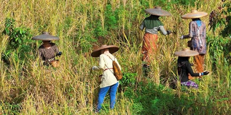 Panen padi bersama di Kampung Ciptagelar, Kecamatan Cisolok, Kabupaten Sukabumi, Jawa Barat.