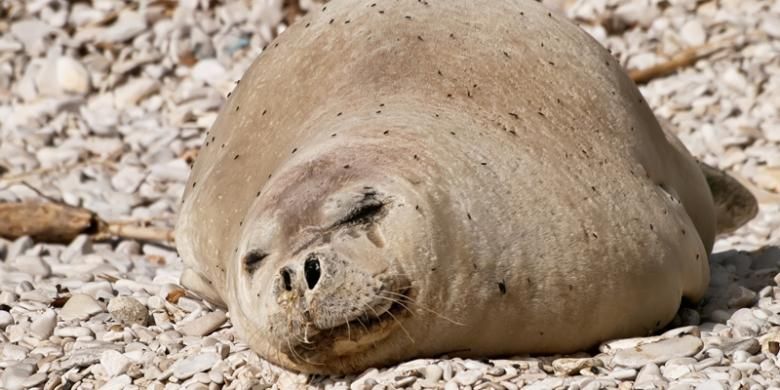 Seekor anjing laut Mediteranea yang sangat langka. Di alam bebas hewan ini hanya tersisa sekitar 600 ekor.