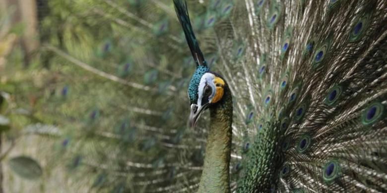Koleksi burung merak di Kebun Binatang Gembira Loka, Daerah Istimewa Yogyakarta, Jumat (29/8/2014). Kebun binatang yang memiliki luas sekitar 20 hektar ini menjadi salah satu tempat wisata yang diminati warga. 