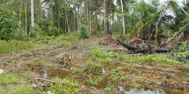 Pohon Sagu di Papua Barat