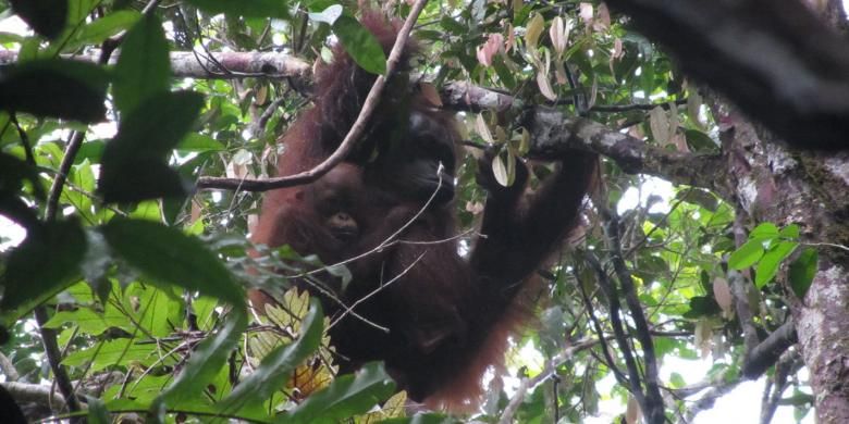 Orangutan (Pongo Pygmaeus pygmaeus) betina yang menggendong anaknya di kebun yang berada di belakang rumah panjang (betang) Meliau, Desa Melemba, Kecamatan Batang Lupar, Kapuas Hulu, Kalimantan Barat.